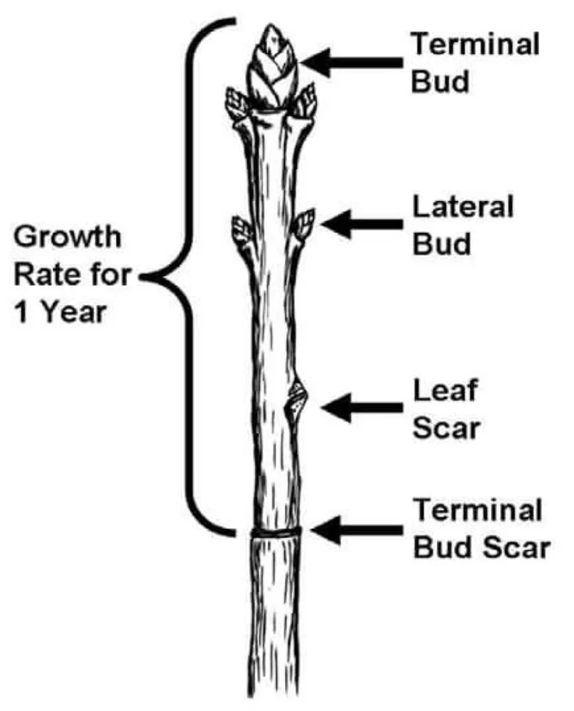 Reliable lawn care service in Farmersville, TX by Arborwise Tree Care