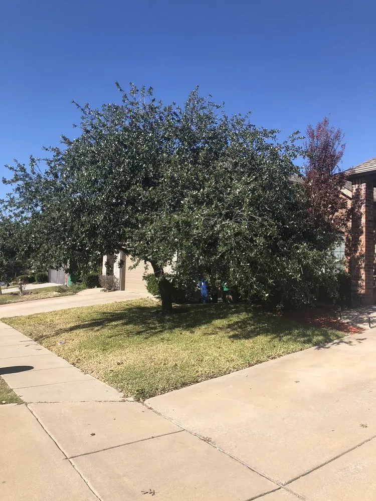 Custom outdoor landscaping experts serving Farmersville, TX - Arborwise Tree Care