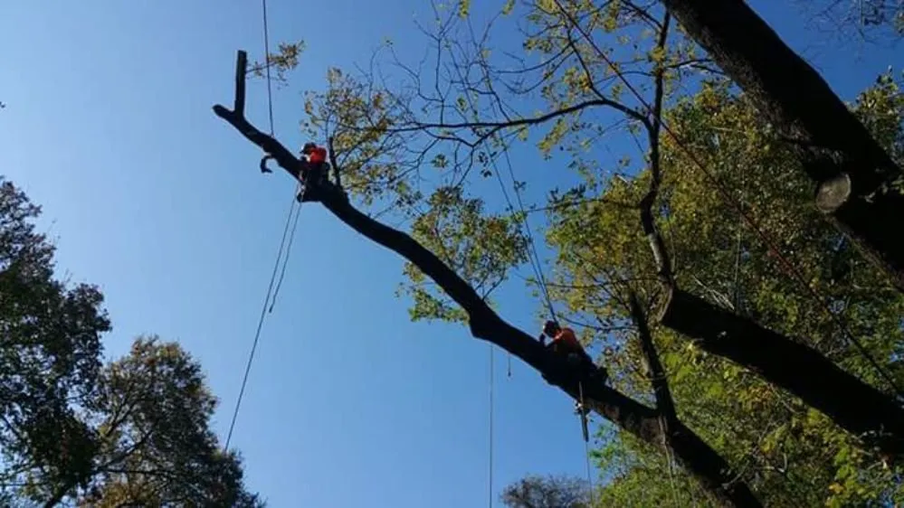 Custom landscape design near you across Farmersville, TX - Arborwise Tree Care