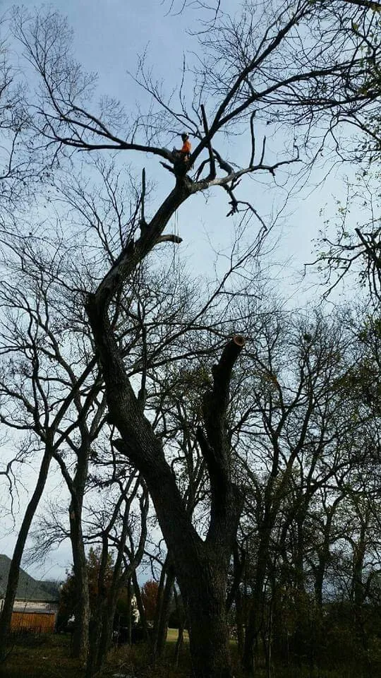 Expert landscaping services for outdoor upgrades across Farmersville, TX - Arborwise Tree Care