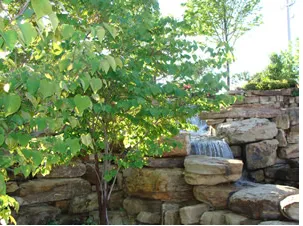 Custom lawn care service in Rockwall, TX by ArborWise Tree Service