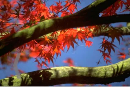 Professional landscape design experts serving Rockwall, TX - ArborWise Tree Service