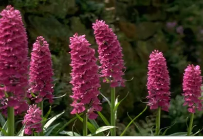 Trusted landscaping services in Rockwall, TX - ArborWise Tree Service