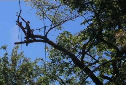 Reliable lawn mowing service in Rockwall, TX - ArborWise Tree Service