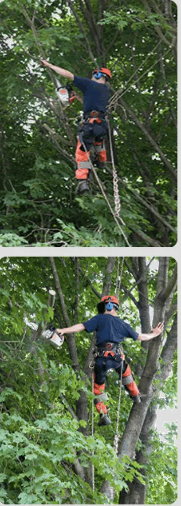 Professional landscape design for beautiful yards across Rockwall, TX - ArborWise Tree Service