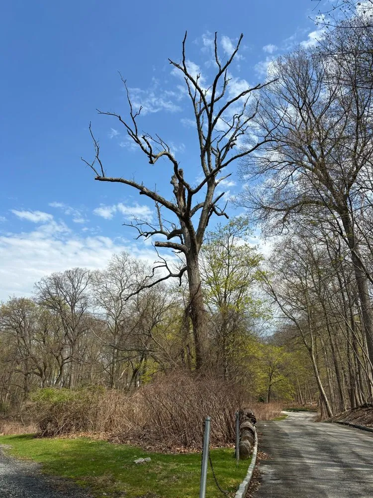 Local landscaping services in Huntington, NY - Arcadia Outdoors