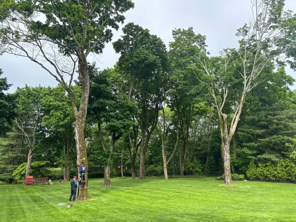 Local yard cleanup service for homes in Huntington, NY by Arcadia Outdoors