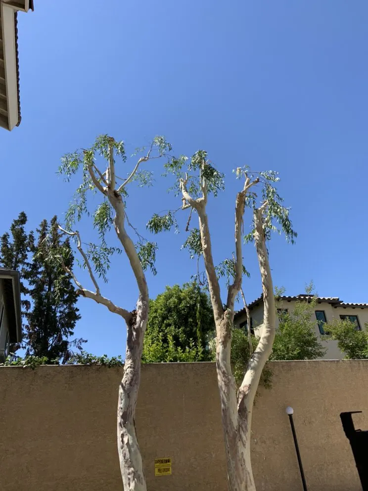 Affordable yard cleanup service in Pomona, CA by Arcadian Tree Service And Landscape