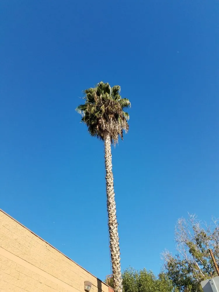 Trusted outdoor landscaping near you in Pomona, CA by Arcadian Tree Service And Landscape