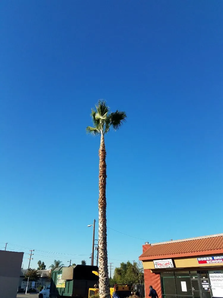 Local outdoor landscaping in Pomona, CA by Arcadian Tree Service And Landscape