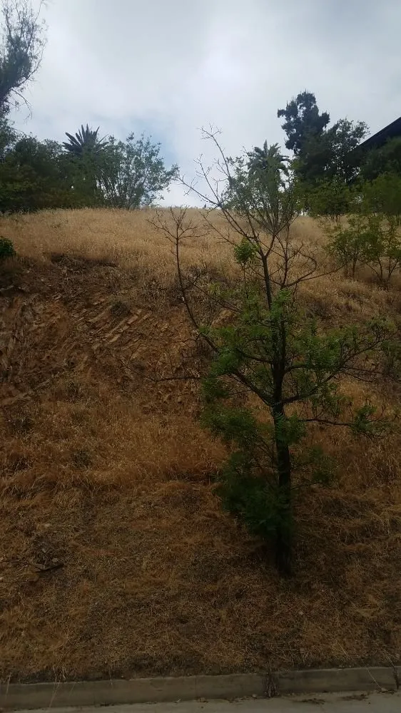 Affordable landscape installation experts serving Pomona, CA - Arcadian Tree Service And Landscape