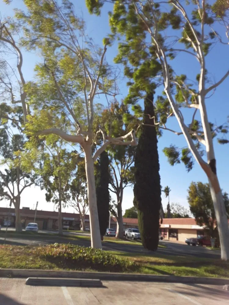 Top-rated landscape installation in Pomona, CA by Arcadian Tree Service And Landscape