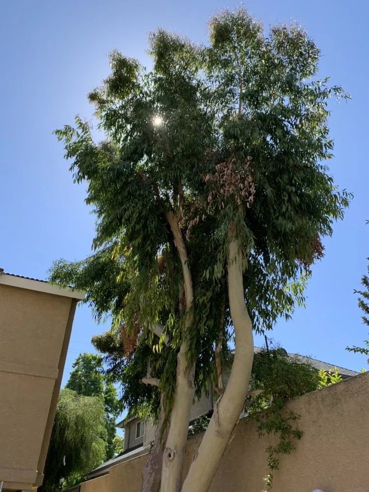 Professional yard maintenance experts serving Pomona, CA - Arcadian Tree Service And Landscape