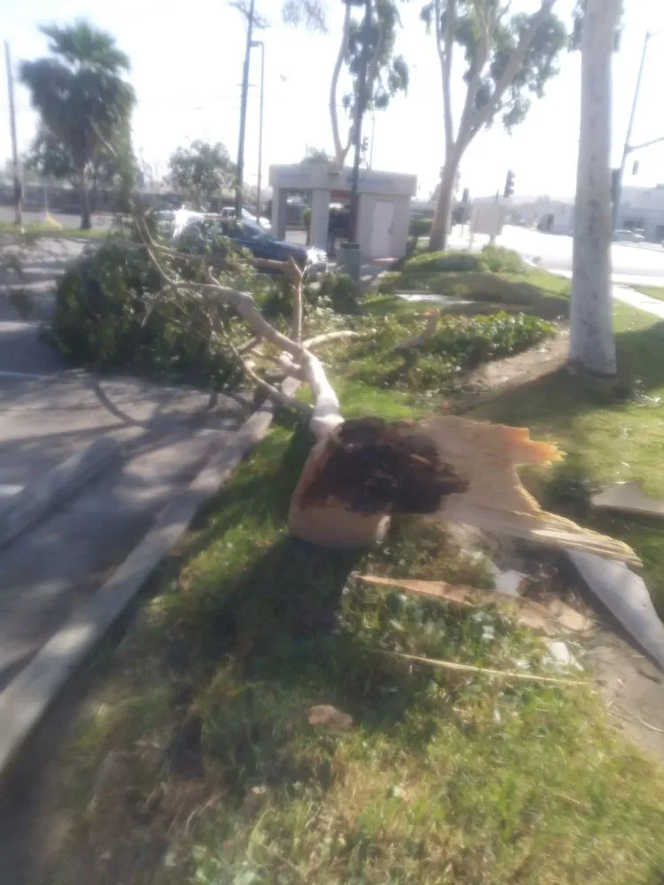 Expert residential landscaping experts serving Pomona, CA - Arcadian Tree Service And Landscape