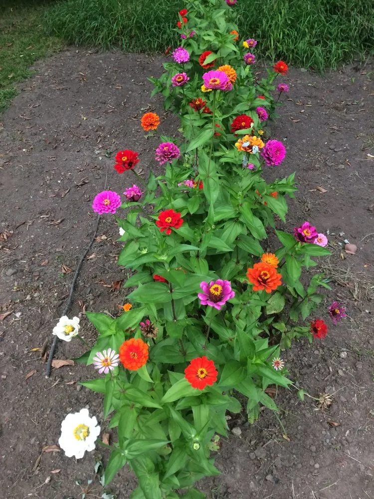 Local yard maintenance in Saint Paul, MN - Arch-Tech Landscaping, Nursery, Gravel and Black Dirt