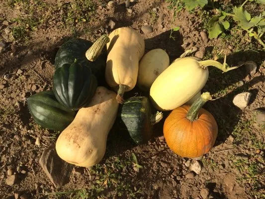 Arch-Tech Landscaping, Nursery, Gravel and Black Dirt Logo