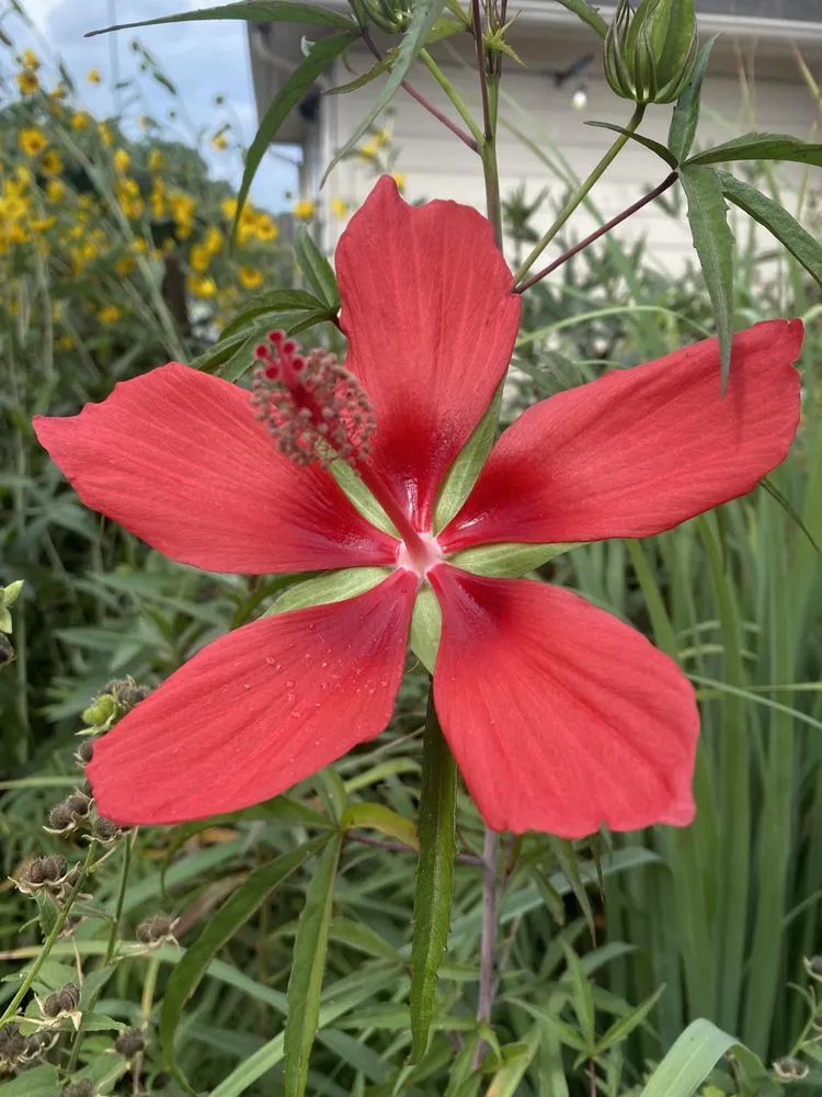 Top-rated lawn mowing service in Houston, TX by Archie’s Garden Beds