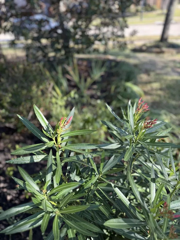 Professional landscaping services for homes across Houston, TX - Archie’s Garden Beds