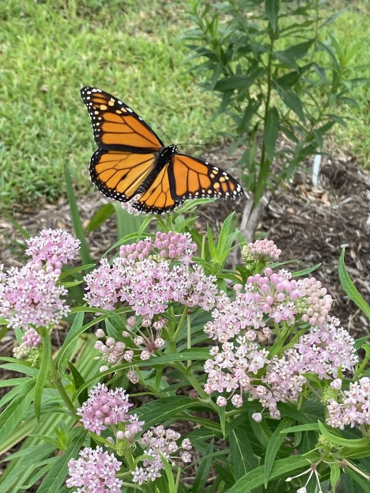 Reliable lawn mowing service for homes in Houston, TX by Archie’s Garden Beds