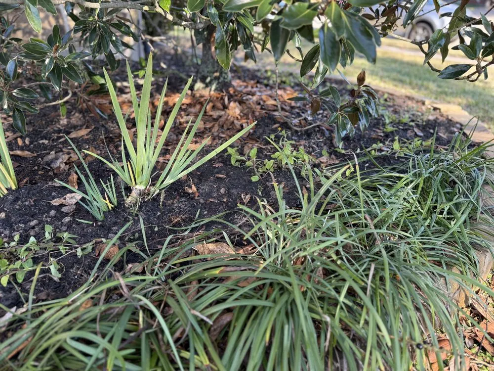 Expert garden landscaping experts serving Houston, TX - Archie’s Garden Beds