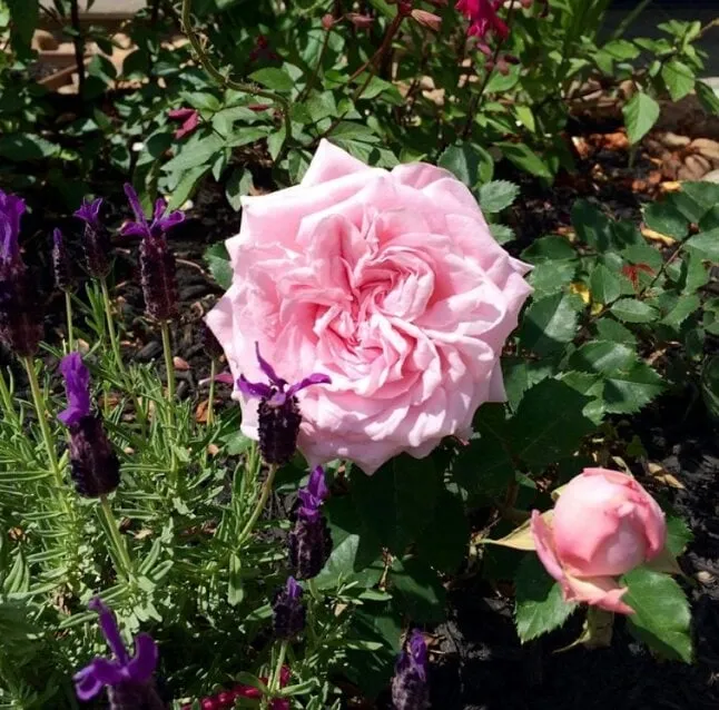 Custom landscape installation experts serving Houston, TX - Architectural Land Design