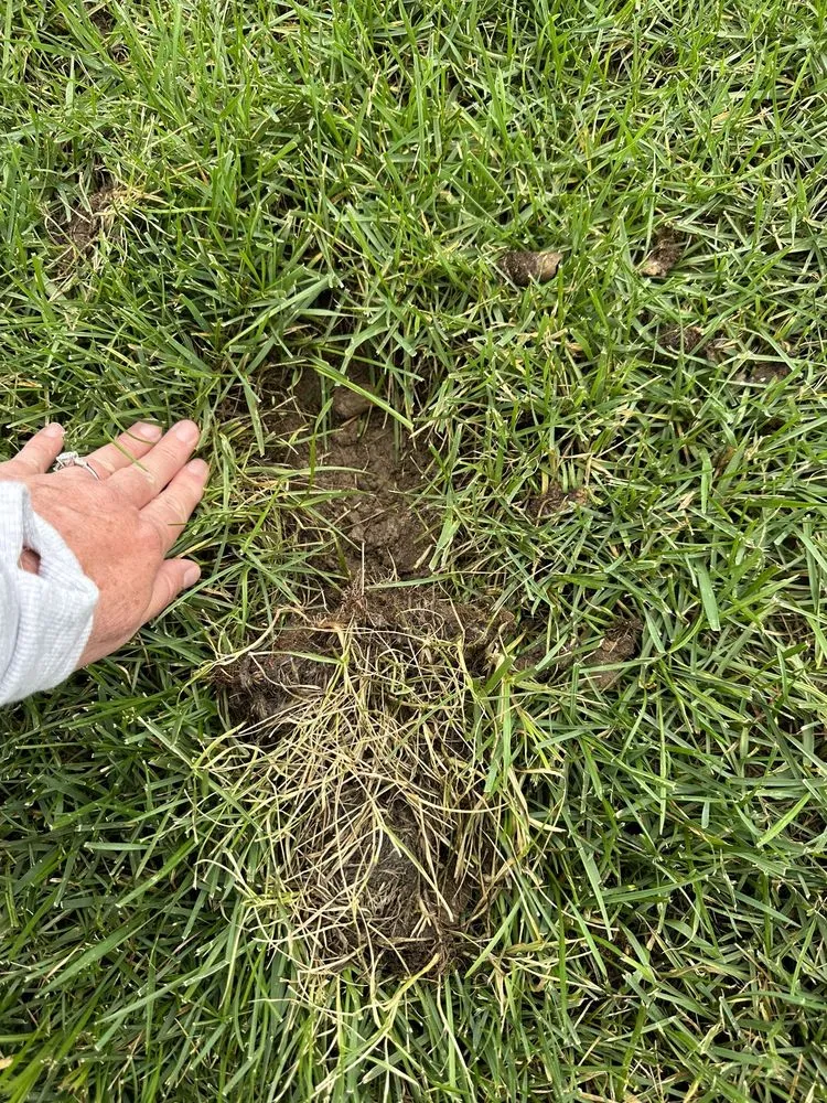 Custom landscaping services in Ofallon, MO - Archway Lawn Care