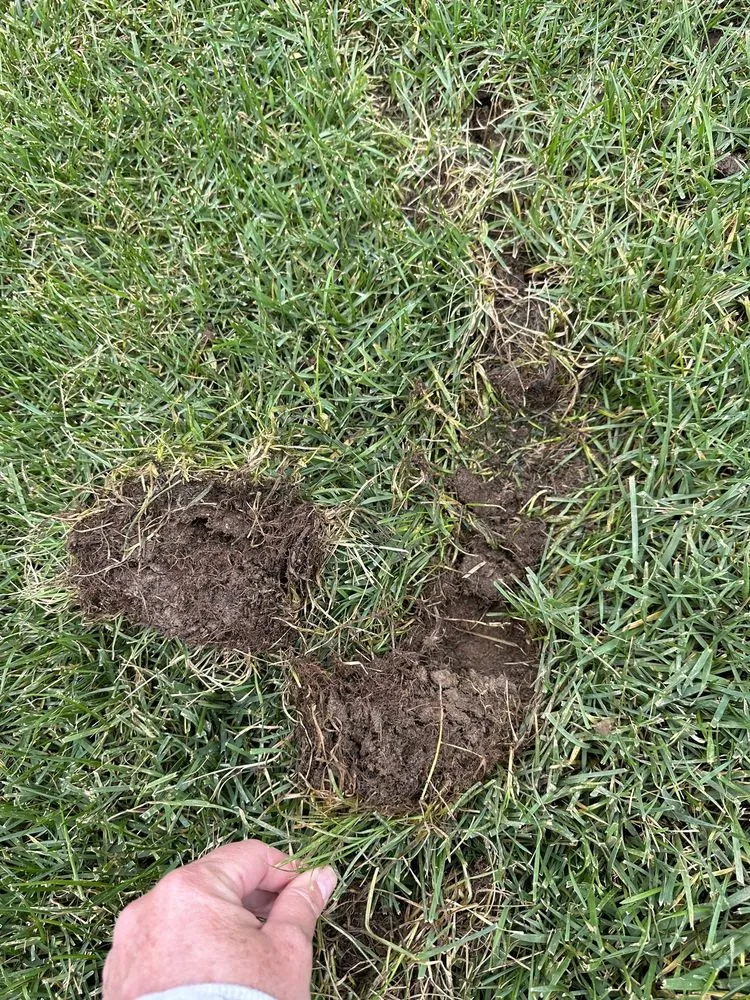 Trusted lawn mowing service in Ofallon, MO - Archway Lawn Care