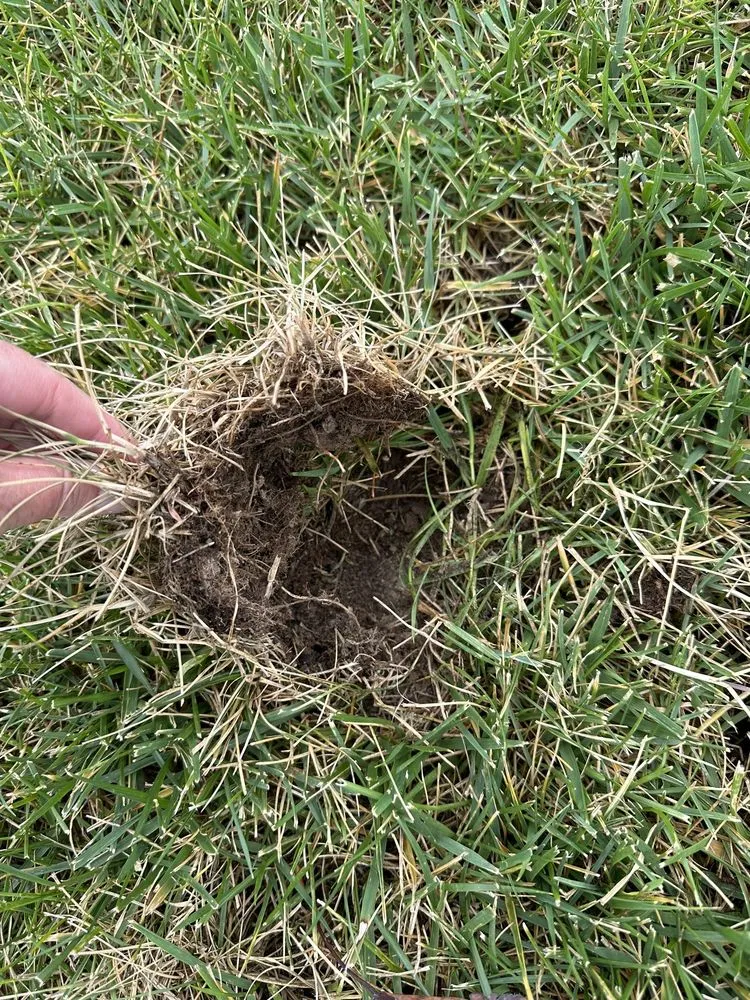 Professional lawn care service in Ofallon, MO - Archway Lawn Care