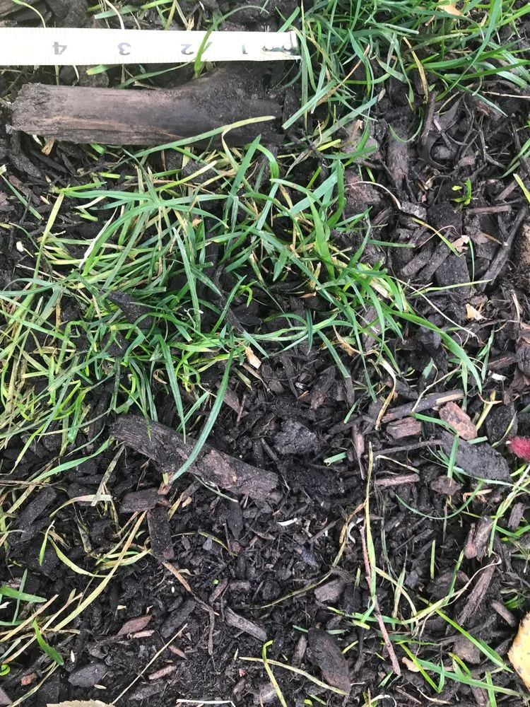 Trusted landscaping services near you across St. Peters, MO - Archway Lawn Care