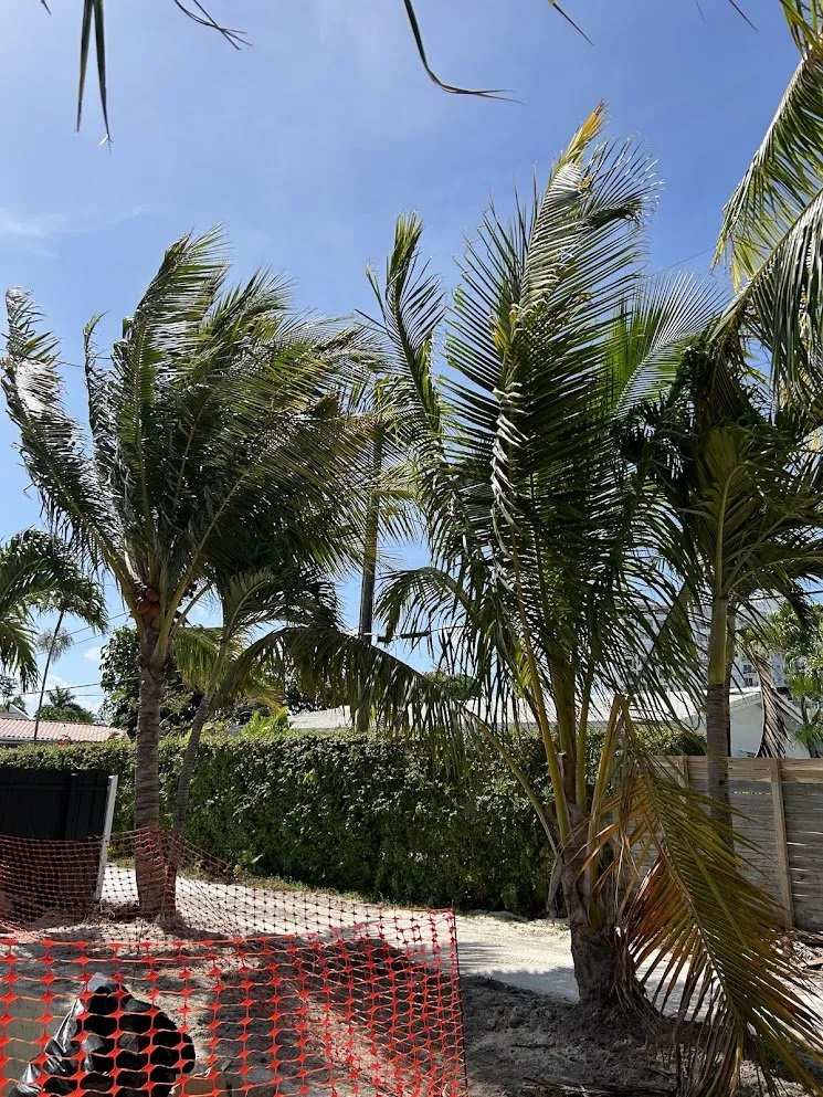 Top-rated residential landscaping experts serving Miami Beach, FL - Arc'Scape