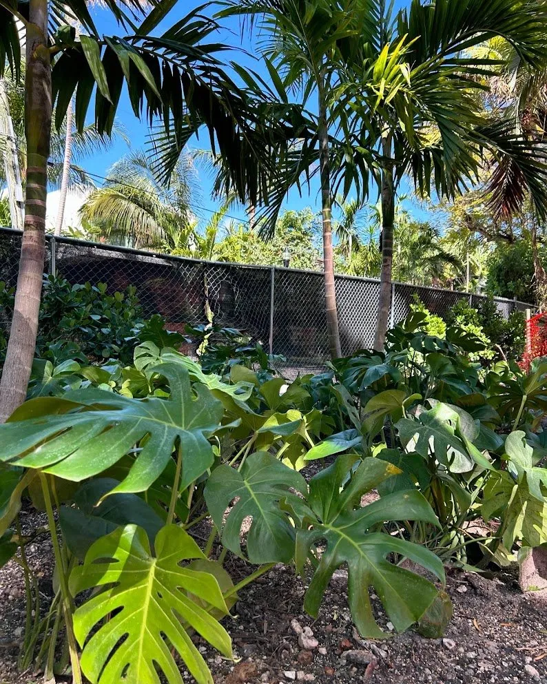 Affordable yard cleanup service in Miami Beach, FL by Arc'Scape