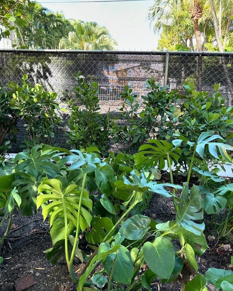 Reliable landscaping services experts serving Miami Beach, FL - Arc'Scape