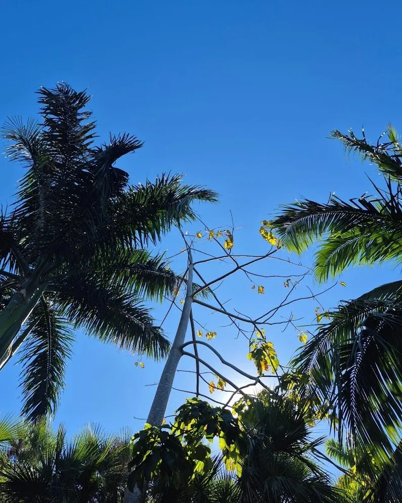 Trusted landscaping services for beautiful yards in Miami Beach, FL by Arc'Scape