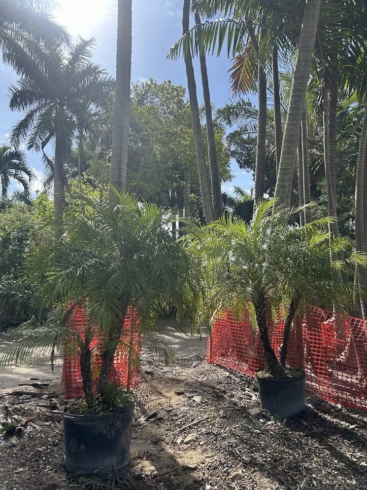 Top-rated garden landscaping for beautiful yards in Miami Beach, FL by Arc'Scape