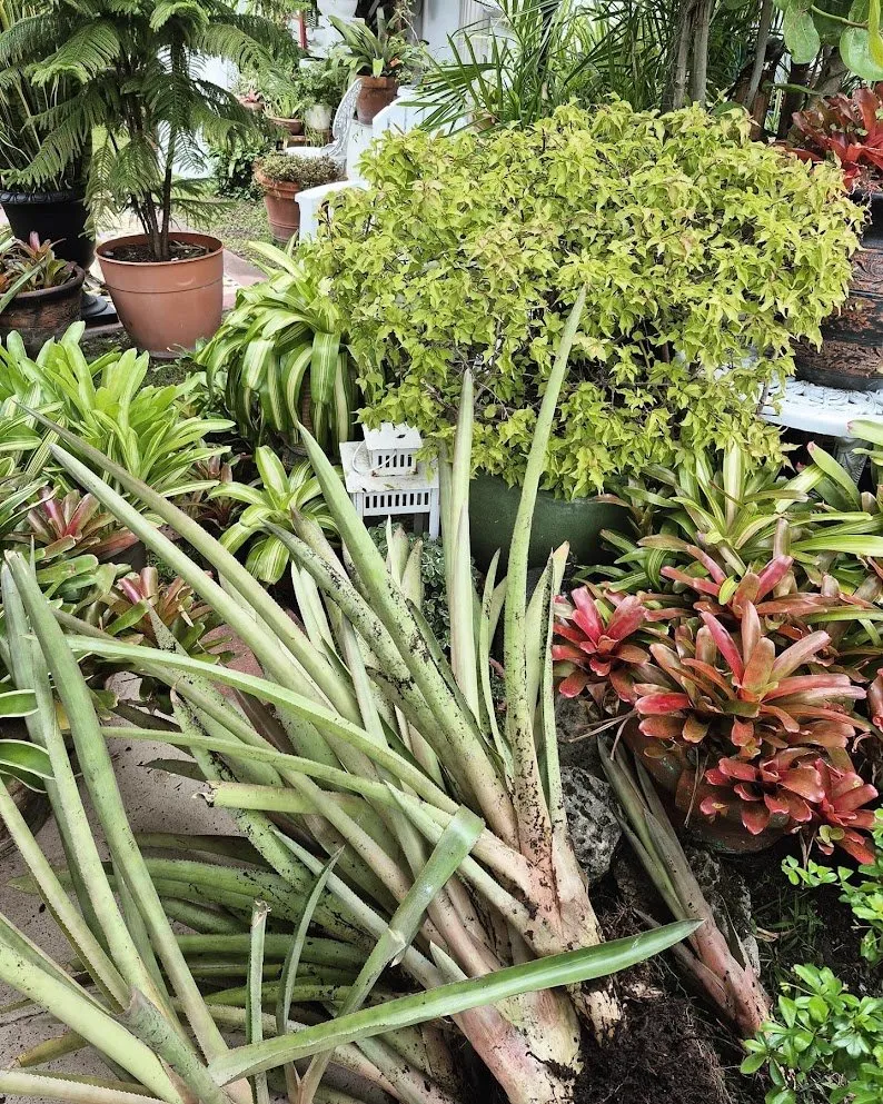 Professional landscaping services in Miami Beach, FL - Arc'Scape