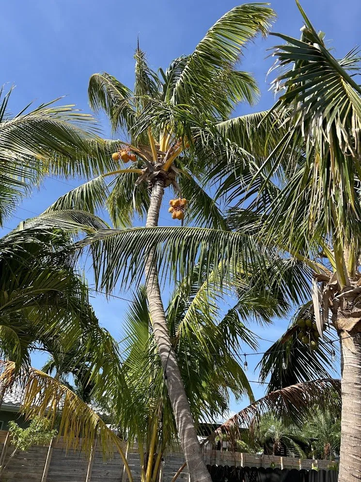 Top-rated garden landscaping experts serving Miami Beach, FL - Arc'Scape