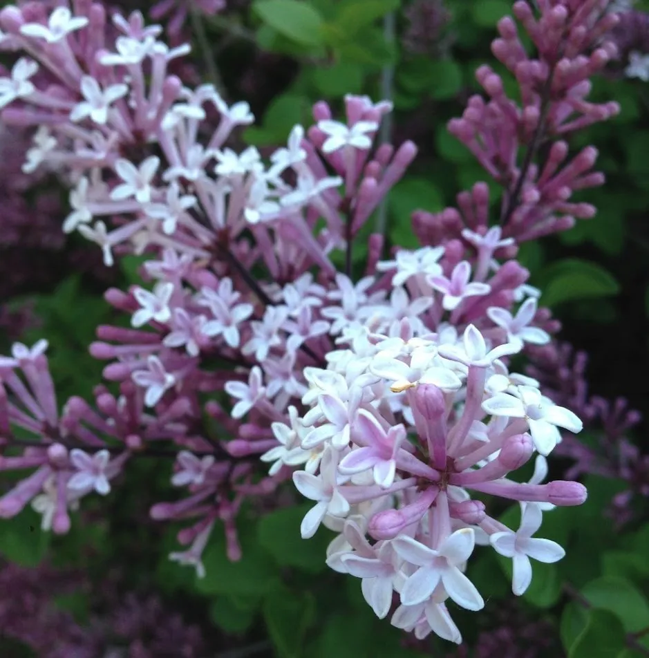 Reliable residential landscaping experts serving Anchorage, AK - Arctic Sunshine