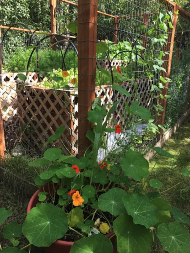 Top-rated lawn care service in Anchorage, AK by Arctic Sunshine