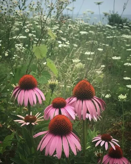 Professional lawn care service near you across Anchorage, AK - Arctic Sunshine