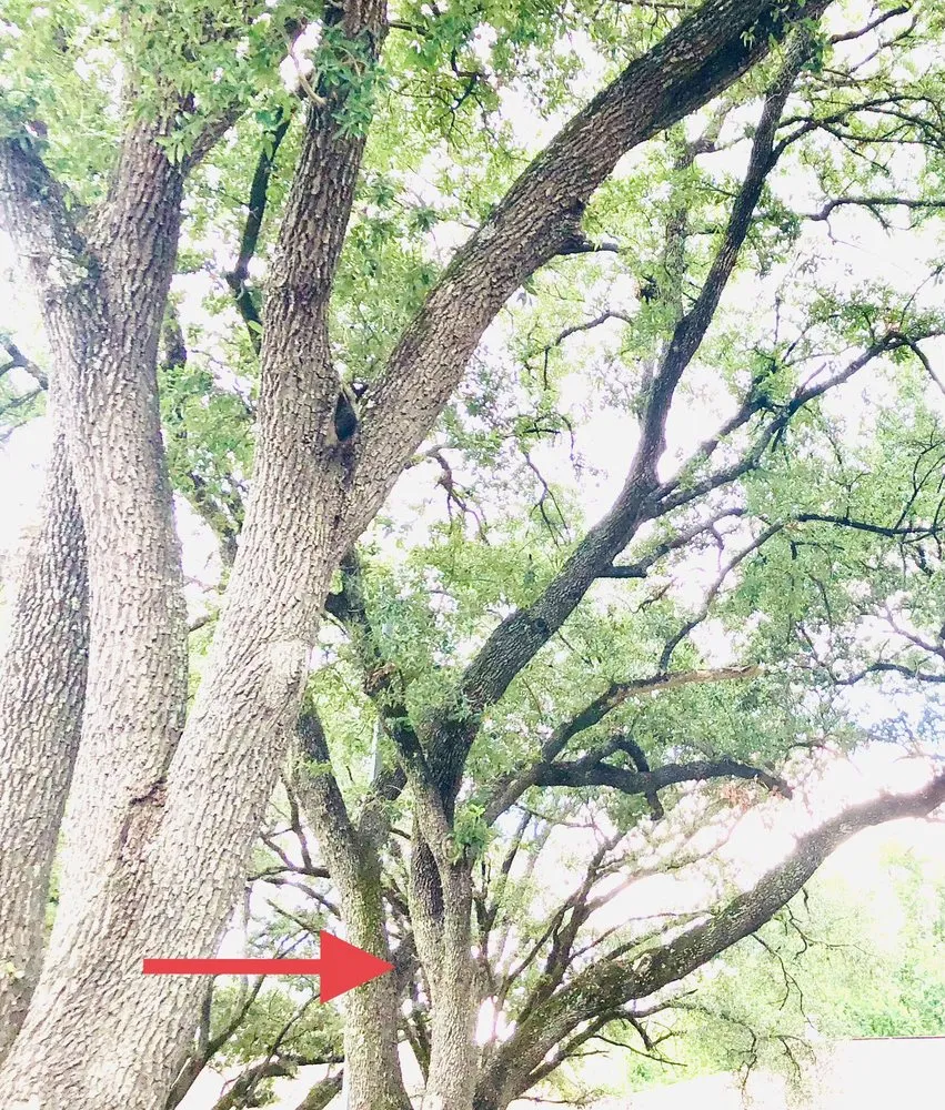 Custom landscaping services for beautiful yards across Houston, TX - Ardines Landscaping and Tree Service