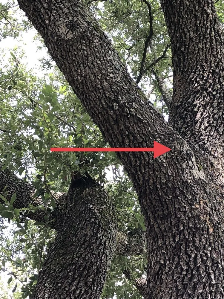 Professional yard cleanup service for homes across Houston, TX - Ardines Landscaping and Tree Service