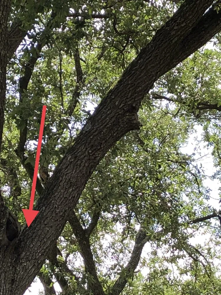 Custom lawn mowing service with custom design in Houston, TX by Ardines Landscaping and Tree Service