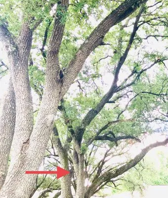 Ardines Landscaping and Tree Service Logo