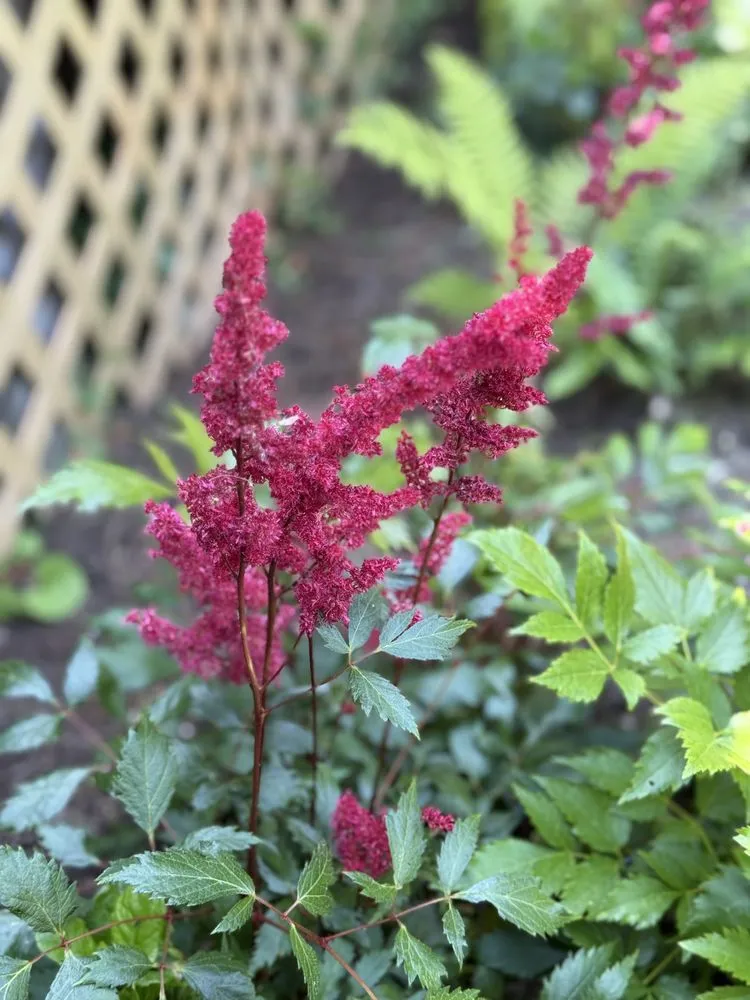 Affordable residential landscaping for residential properties in Poughkeepsie, NY by Ardisi Property Maintenance