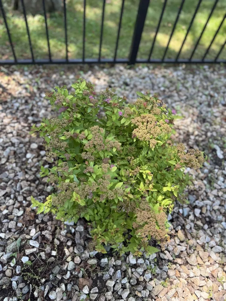 Professional landscaping services for year-round maintenance in Poughkeepsie, NY by Ardisi Property Maintenance