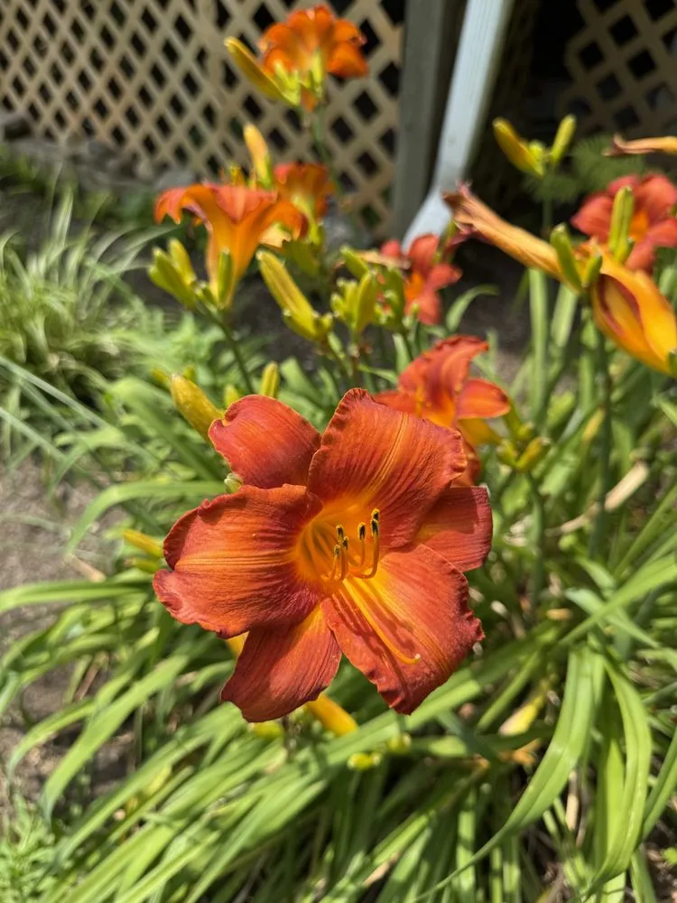 Expert lawn care service with custom design across Poughkeepsie, NY - Ardisi Property Maintenance