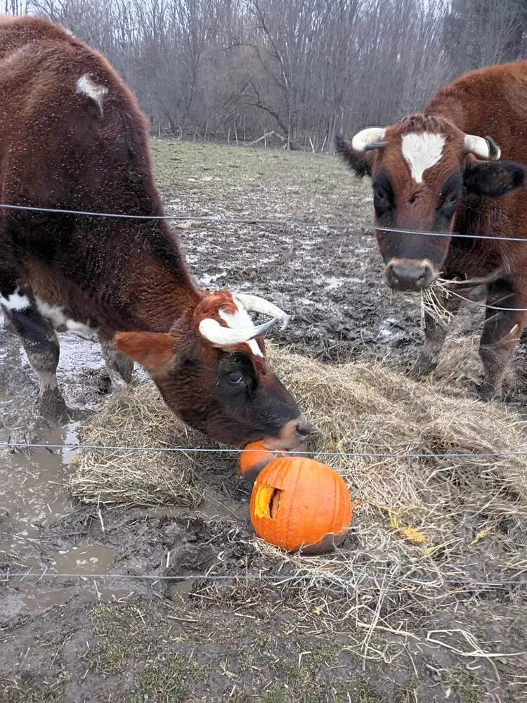 Local outdoor landscaping experts serving Phoenix, NY - Arduini Farms & Landscaping