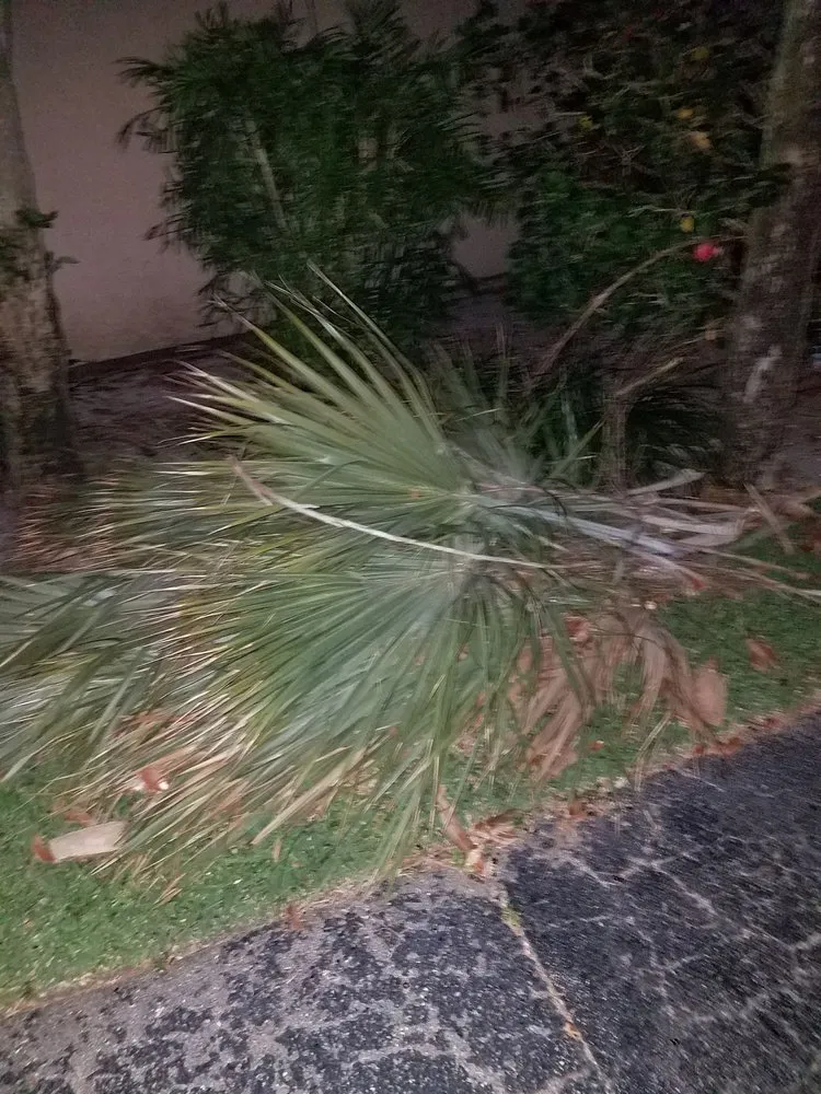 Expert yard cleanup service with custom design across Pompano Beach, FL - Area Landscape Services