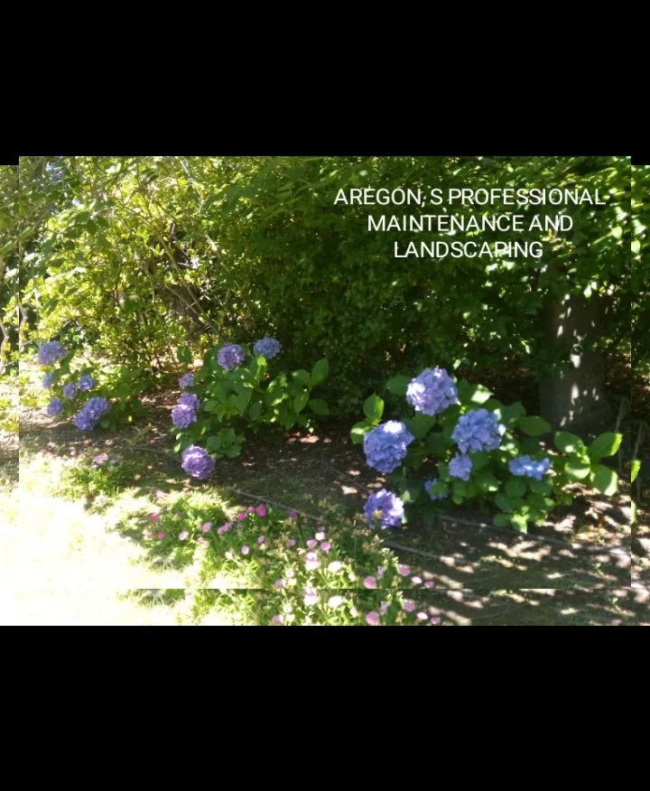 Local yard maintenance experts serving Hayward, CA - Aregon's Maintenance And Landscaping