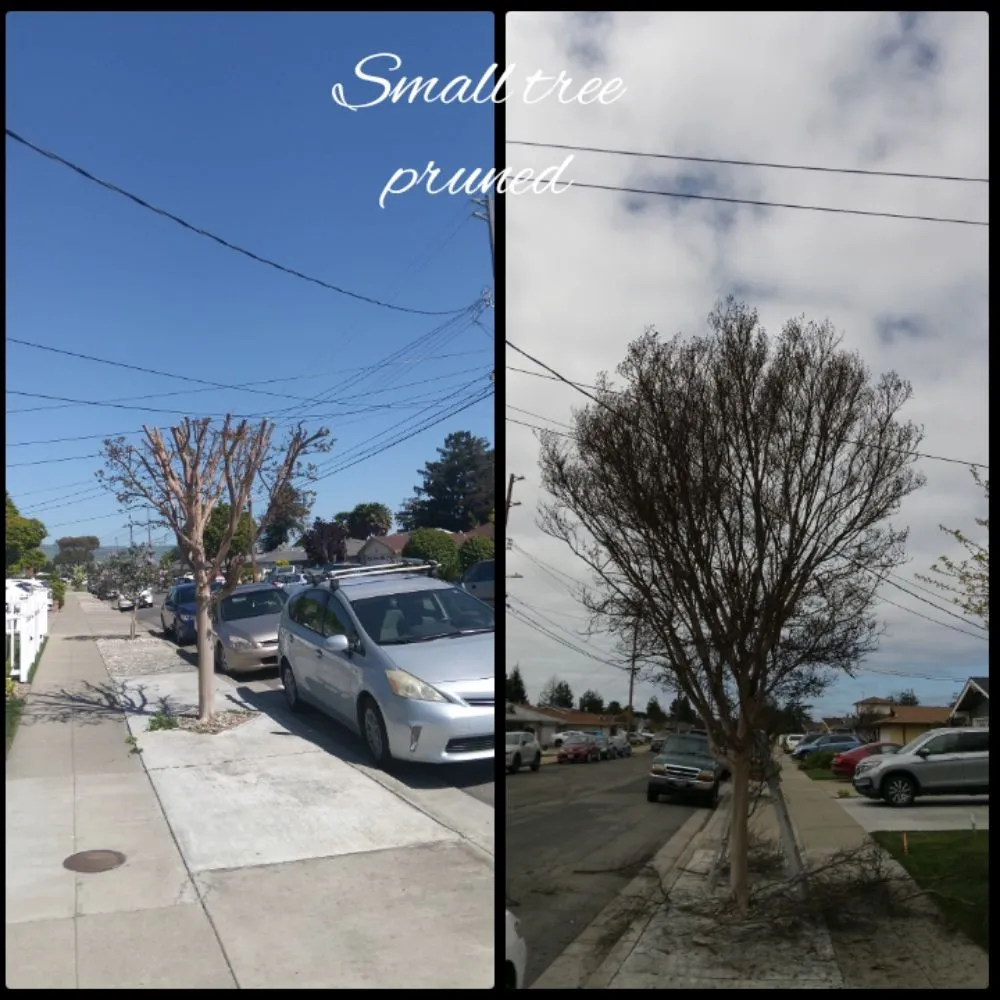 Expert landscape design for year-round maintenance in Hayward, CA by Aregon's Maintenance And Landscaping